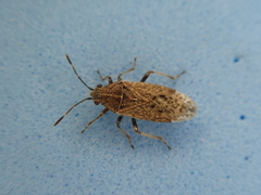 Rhypodes