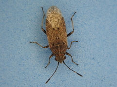 Rhypodes