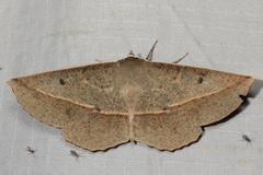 Phallaria ophiusaria