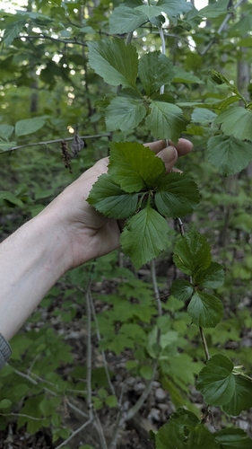 Crataegus suborbiculata, photograph 1