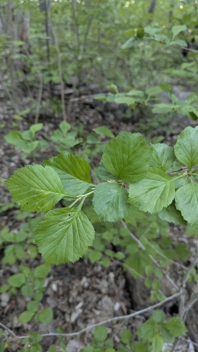 Crataegus suborbiculata, photograph 2