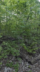 Marc-Aurèle Vallée, CC0, iNaturalist via GBIF Crataegus suborbiculata, photograph Marc-Aurèle Vallée, CC0, iNaturalist via GBIF