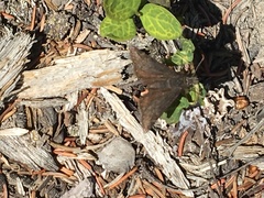 Erynnis persius borealis
