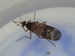 Sylvicola neozelandicus