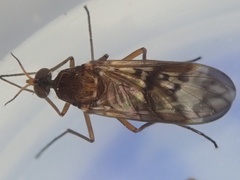 Sylvicola neozelandicus