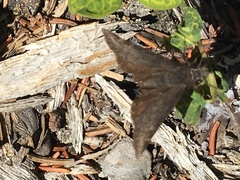 Erynnis persius borealis