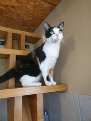 Felis catus