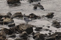 Motacilla alba ocularis