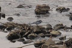 Motacilla alba ocularis