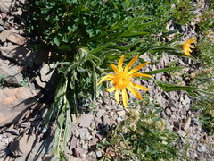 Senecio megacephalus