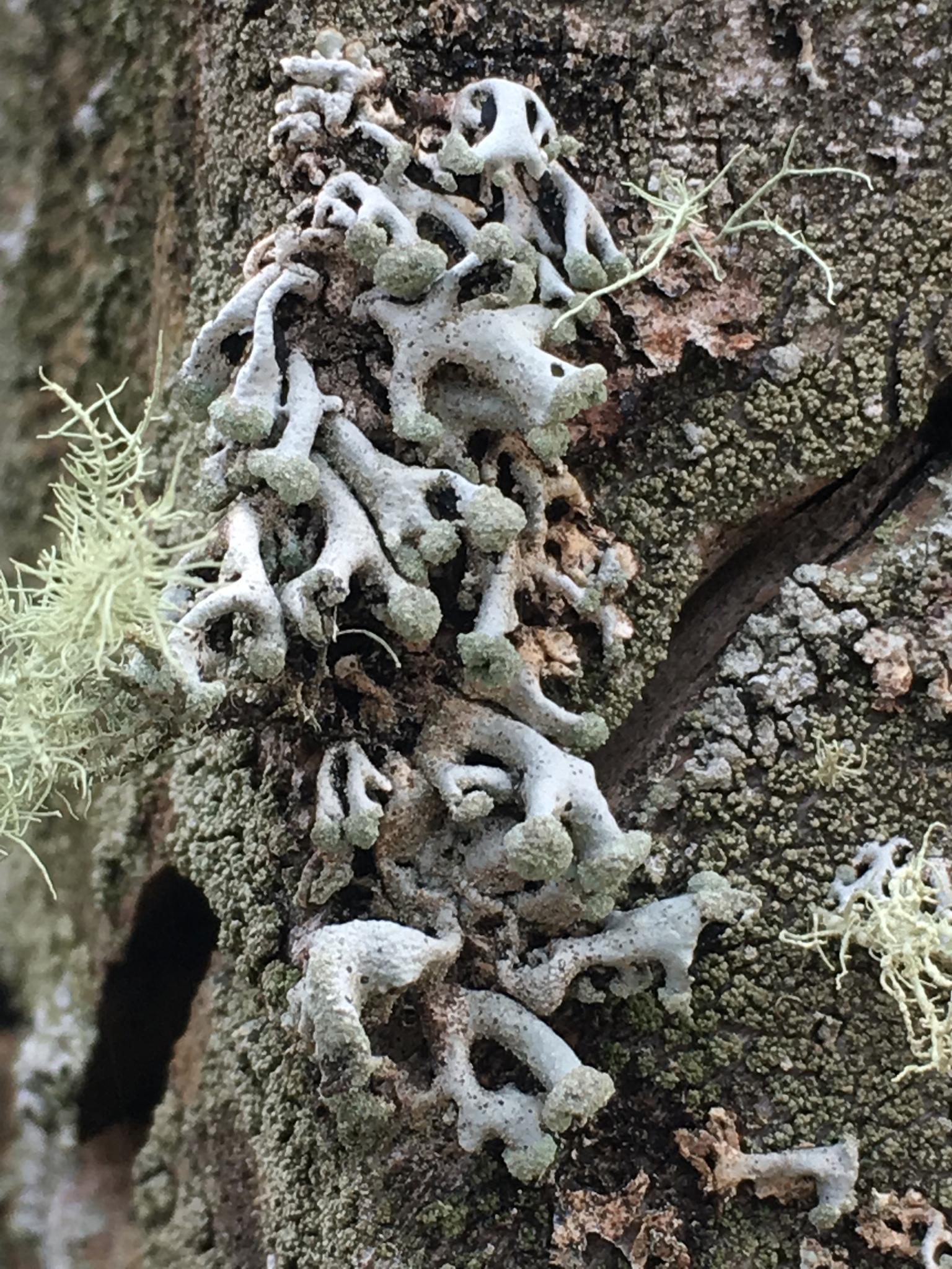 Hypogymnia tubulosa image