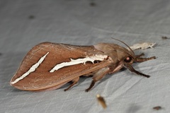 Abantiades latipennis