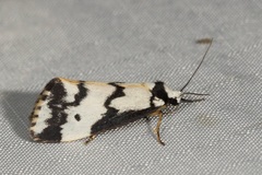 Philenora undulosa