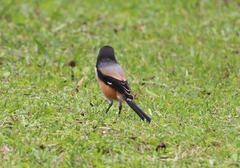 Lanius schach bentet