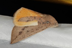 Mnesampela heliochrysa