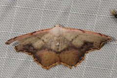 Epicompsa xanthocrossa