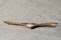 Epicompsa xanthocrossa