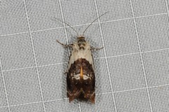 Hypertropha chlaenota