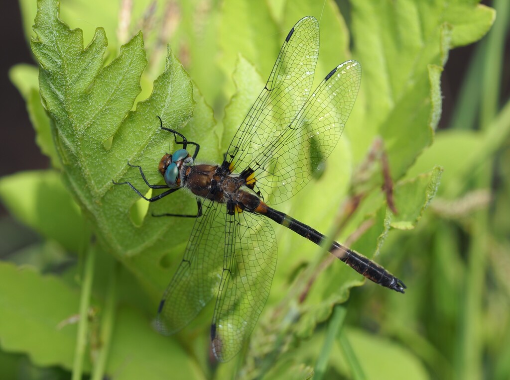 Uhler's Sundragon