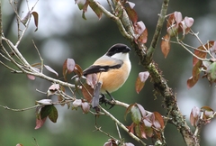 Lanius schach bentet