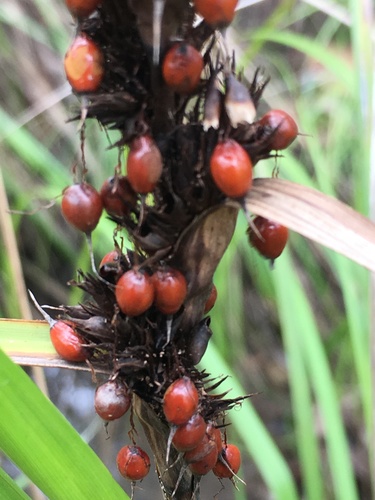 Gahnia aspera