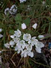 Allium neapolitanum