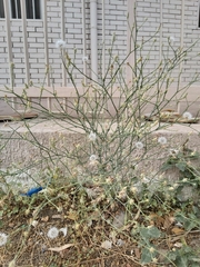 Launaea mucronata