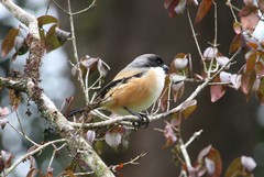 Lanius schach bentet