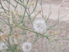 Launaea mucronata
