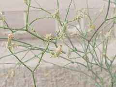 Launaea mucronata