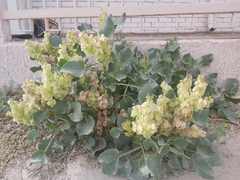 Rumex vesicarius