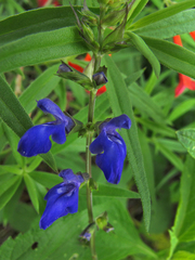 Salvia lycioides