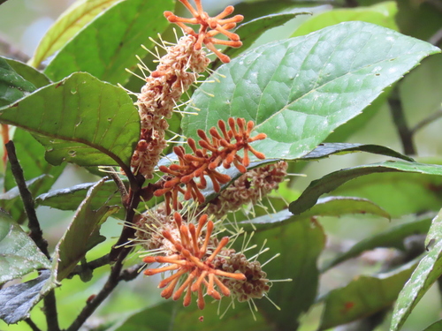 Helicia lamingtoniana, 2020-04-09