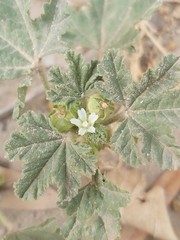 Malva parviflora