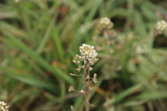 Capsella bursa-pastoris