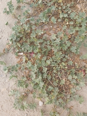 Malva parviflora