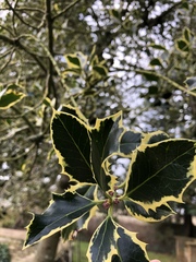 Ilex × altaclerensis