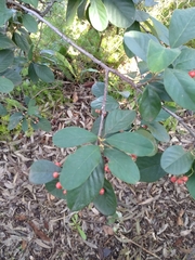 Cotoneaster glaucophyllus