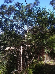 Cotoneaster glaucophyllus