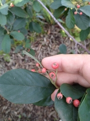 Cotoneaster glaucophyllus