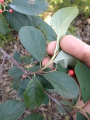 Cotoneaster glaucophyllus