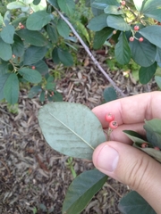 Cotoneaster glaucophyllus