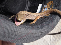 Elgaria multicarinata multicarinata