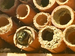 Osmia cornuta