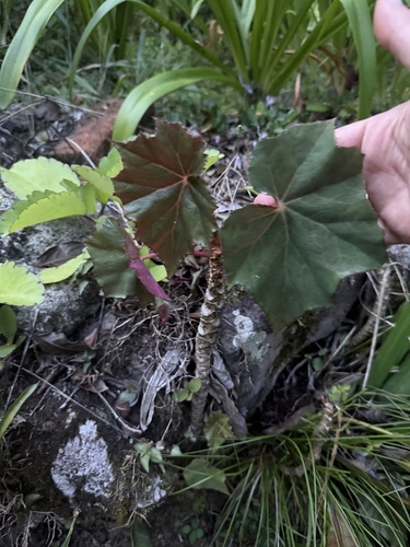 Begonia sericoneura