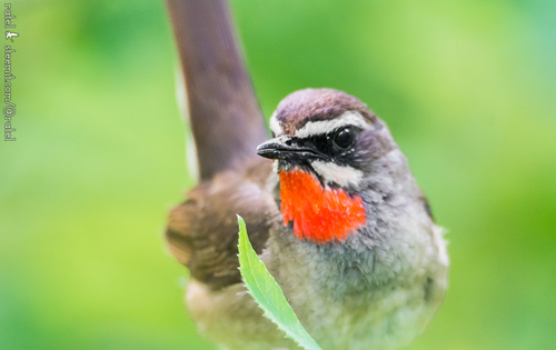 Siberian Rubythroat