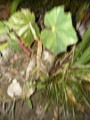 Begonia sericoneura, photograph (c) ashleyrsteel, some rights reserved (CC BY)