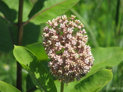 Asclepias syriaca