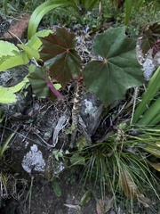 Begonia sericoneura, photograph (c) ashleyrsteel, some rights reserved (CC BY)