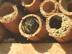 Osmia cornuta